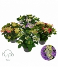 Hydrangea