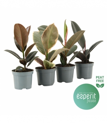 Ficus