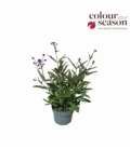 Verbena