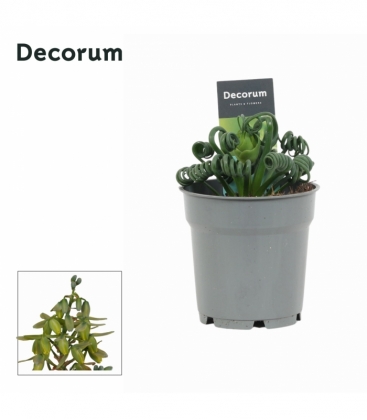 Albuca
