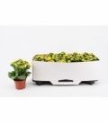 Kalanchoe