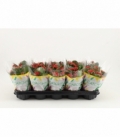 Kalanchoe