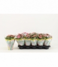 Kalanchoe
