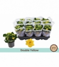 Kalanchoe