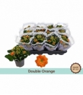 Kalanchoe