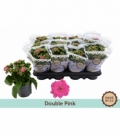 Kalanchoe