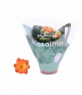 Kalanchoe