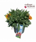Gaillardia