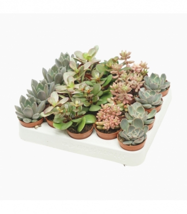 succulents