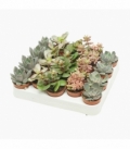 succulents