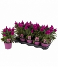 Celosia