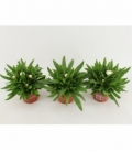 Bracteantha