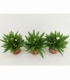 Bracteantha