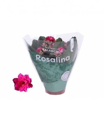 Kalanchoe