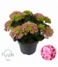 Hydrangea