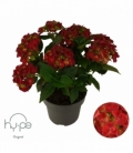 Hydrangea