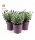 Lavandula