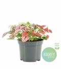 Hypoestes
