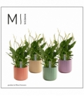 Spathiphyllum