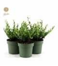 Ilex
