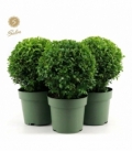 Buxus