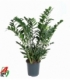 Zamioculcas