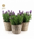 Lavandula