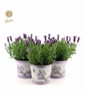 Lavandula