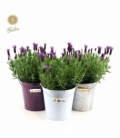 Lavandula