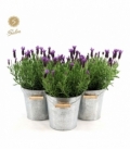 Lavandula