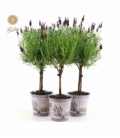 Lavandula