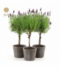 Lavandula
