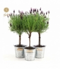 Lavandula