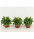 Bracteantha