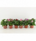 Pentas