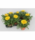 Gazania
