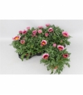 Gazania
