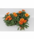 Gazania