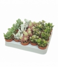succulents