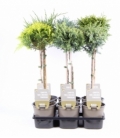 conifers