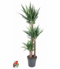 Yucca