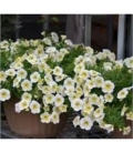 Calibrachoa