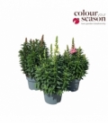Antirrhinum