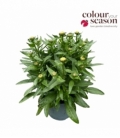 Leucanthemum