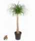 Beaucarnea
