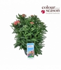 Achillea