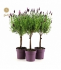 Lavandula