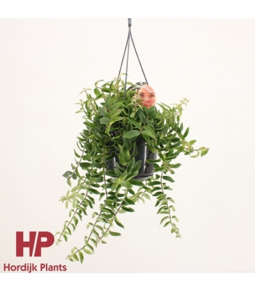 Aeschynanthus