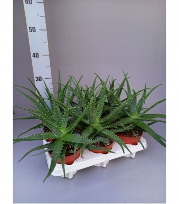 Aloe
