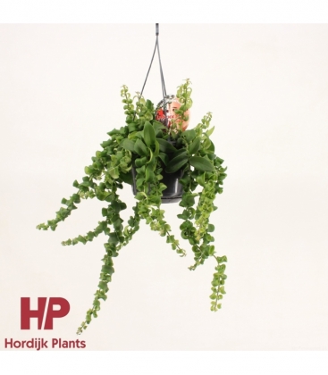 Aeschynanthus